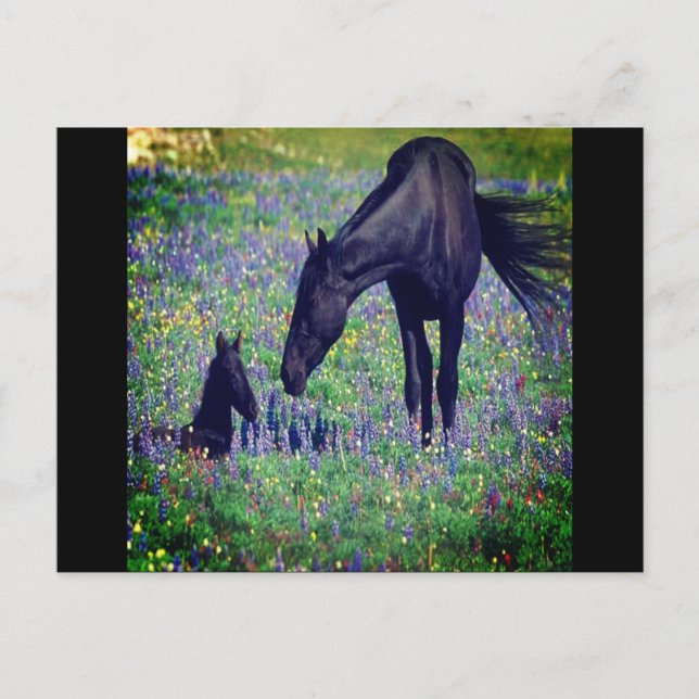 Wild Horse Postcard Postkarte (Vorderseite)