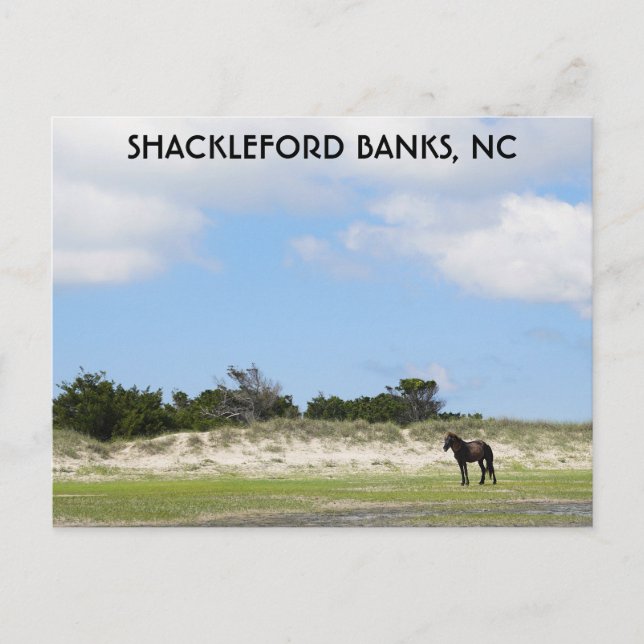 Wild Horse Shackleford Banks North Carolina Postkarte (Vorderseite)