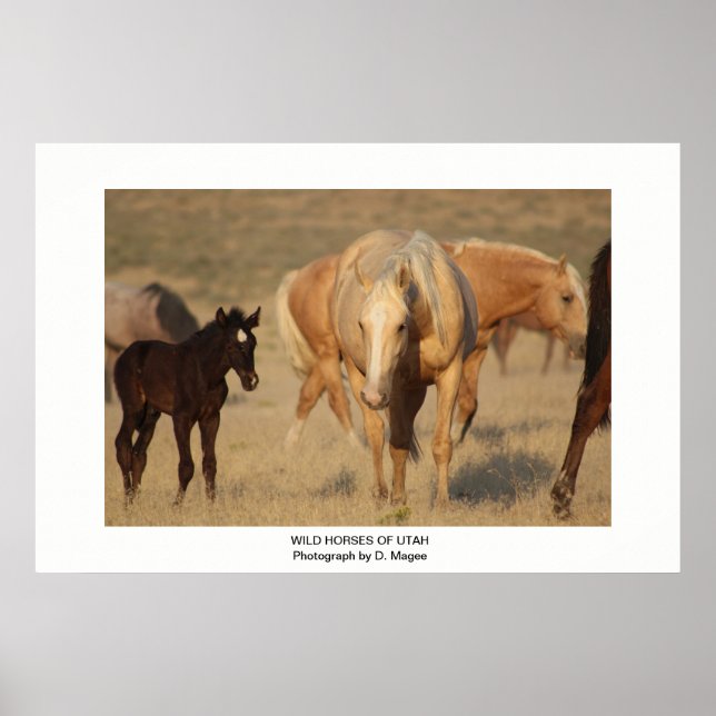 WILD HORSE VON UTAH FOTOGRAFIEN POSTER (Vorne)