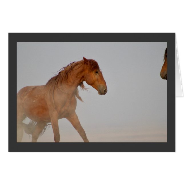 WILD HORSE VON UTAH IN WESTERN DESERT (Vorderseite (Horizontal))