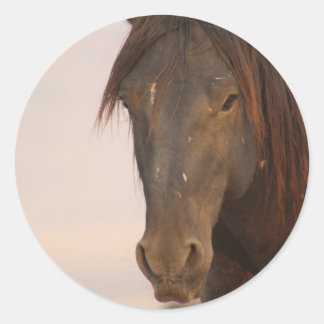 WILD HORSE VON UTAH IN WESTERN DESERT RUNDER AUFKLEBER