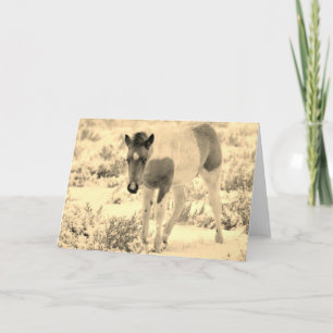 WILD HORSES OF UTAH BLANK CARD FOAL KARTE