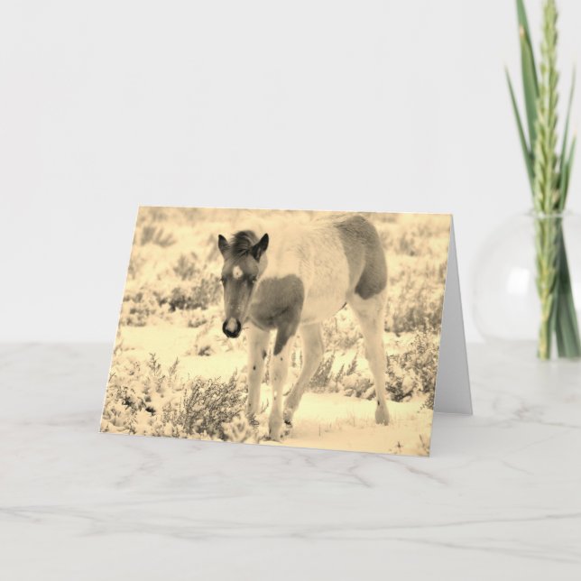 WILD HORSES OF UTAH BLANK CARD FOAL KARTE (Vorderseite)