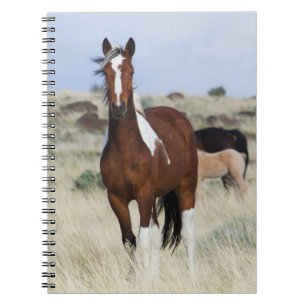 Wild Horses, Steens Mountains Notizblock