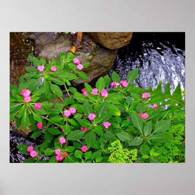 Wild Impatiens und Ferns Poster (Vorne)