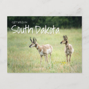 Wild in South Dakota Postkarte
