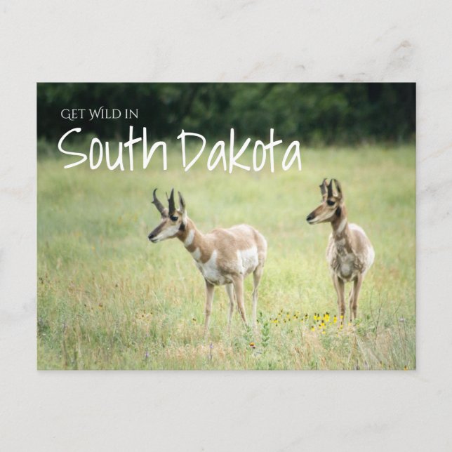 Wild in South Dakota Postkarte (Vorderseite)