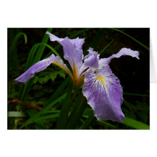 Wild Iris Blume Lila Floral
