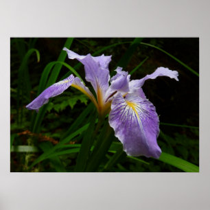 Wild Iris Blume Lila Floral Poster
