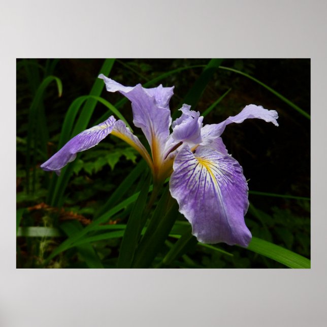 Wild Iris Blume Lila Floral Poster (Vorne)
