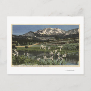 Wild Iris Growing nahe am Mammoth Postkarte