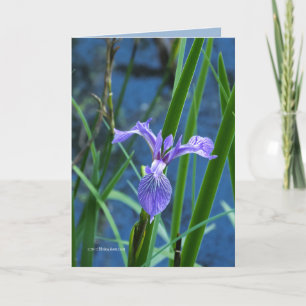 Wild Iris Karte