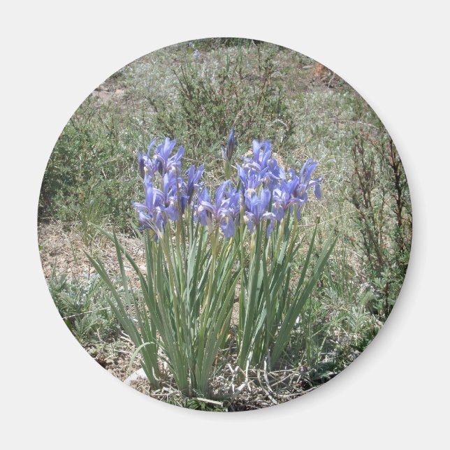 Wild Iris Magnet (Vorne)
