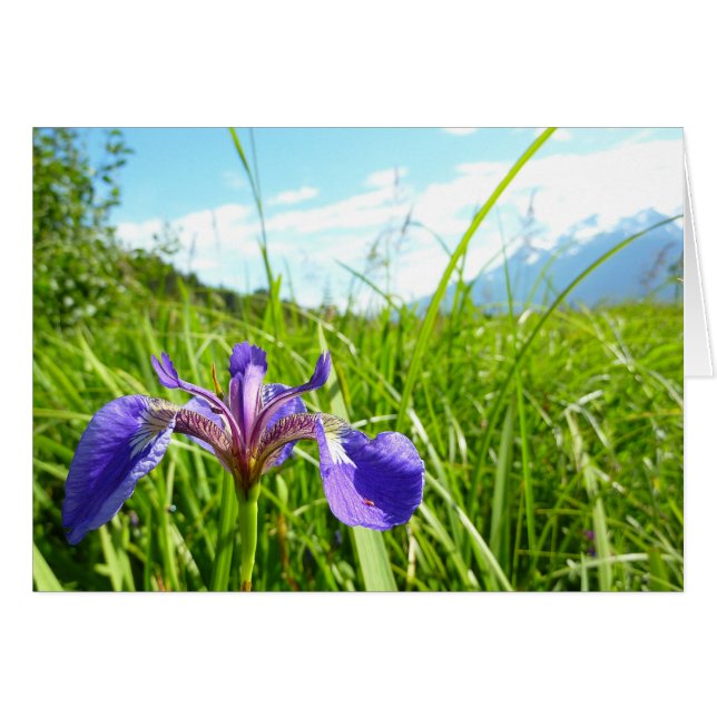 Wild Iris und Alaskan Landscape (Vorderseite (Horizontal))
