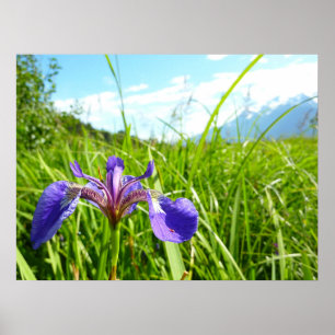 Wild Iris und Alaskan Landscape Poster