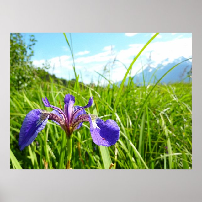 Wild Iris und Alaskan Landscape Poster (Vorne)
