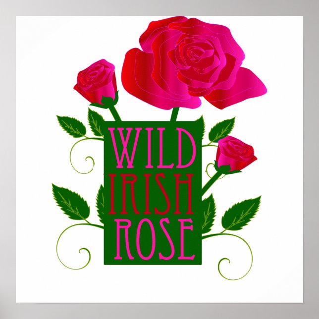 Wild irische Rose Poster (Vorne)