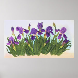 Wild Irises Poster