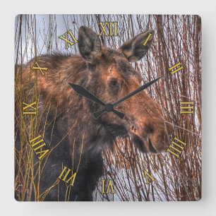 Wild kanadische Elche im Winterschnee I Quadratische Wanduhr