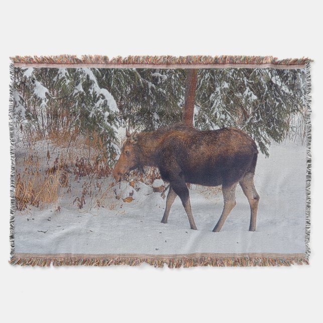 Wild kanadischer Elch im Winterschnee IV Decke (Vorderseite)