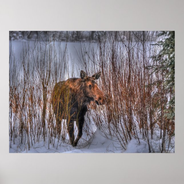 Wild kanadischer Elch im Winterschnee Poster (Vorne)