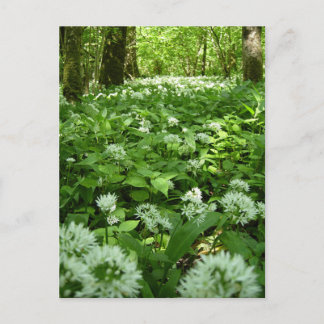 Wild-Knoblauch-Woodland Postkarte