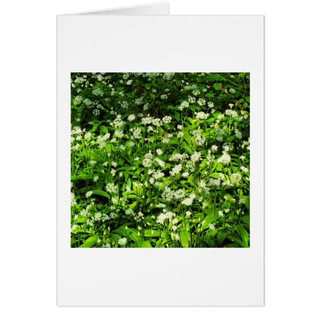 Wild Knolic (Vorne)