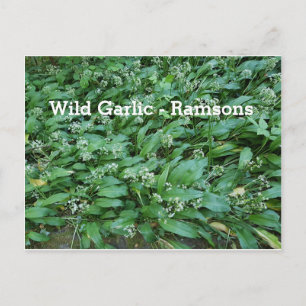 Wild Knolic - Ramsons Postkarte