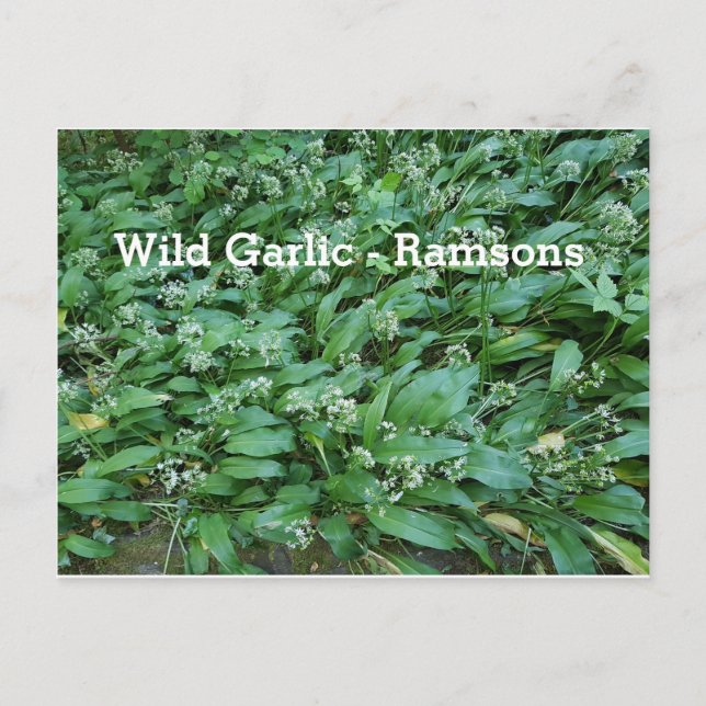 Wild Knolic - Ramsons Postkarte (Vorderseite)