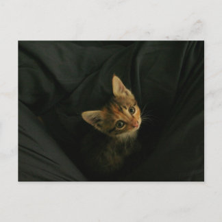 Wild L. Postkarte