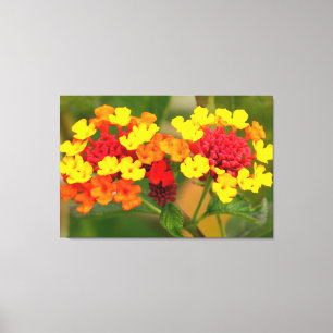 WILD LANTANA 32 x 48 Leinwanddruck