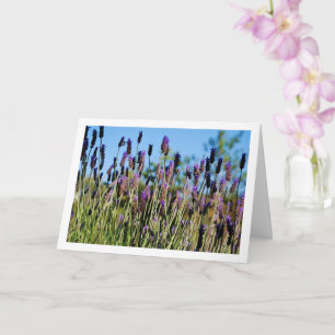 Wild Lavendel Blaue Himmel Portrait Karte