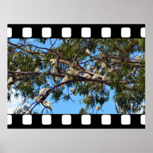 wild lebende australische Kakados in Gum Trees, Poster