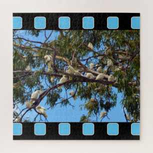 wild lebende australische Kakados in Gum Trees, Puzzle