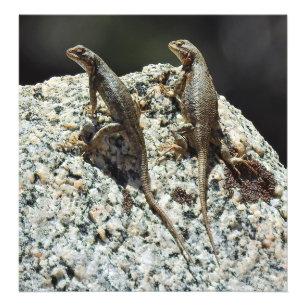 Wild lebende Tiere, Fotodruck, Reptilien, Fotodruck