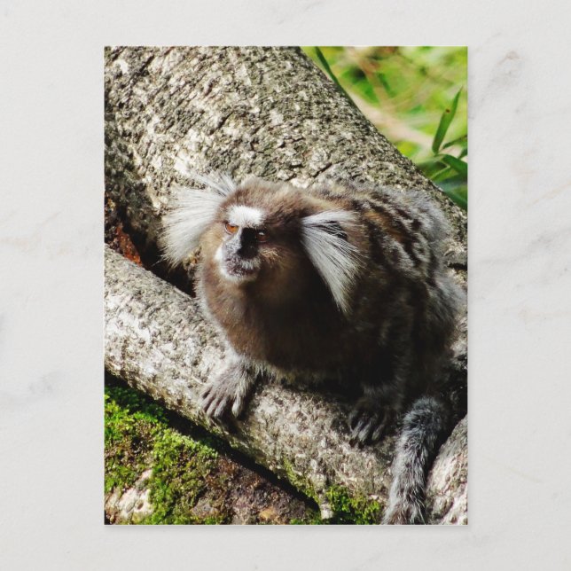 Wild lebende Tiere in Rio Postkarte (Vorderseite)