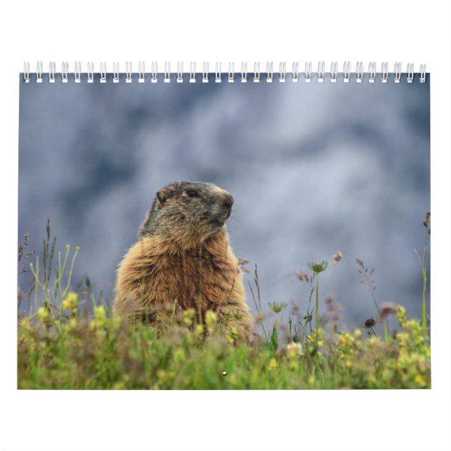 Wild lebende Tiere Kalender (Titelbild)