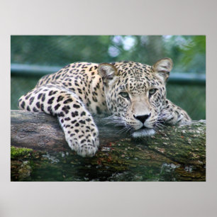 Wild lebender Leopard, der auf dem Baumlog liegt Poster