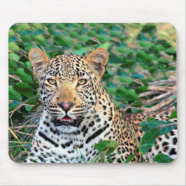 Wild Leopard in Afrika Mousepad