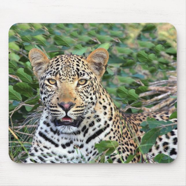 Wild Leopard in Afrika Mousepad (Vorne)