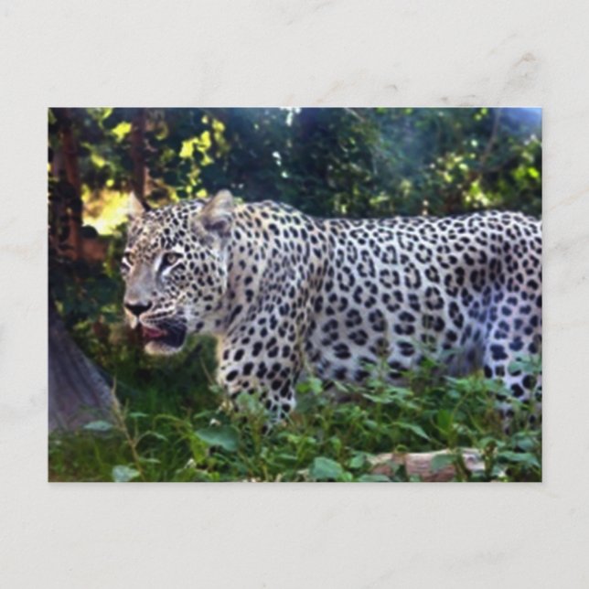 Wild Leopards Postkarte (Vorderseite)