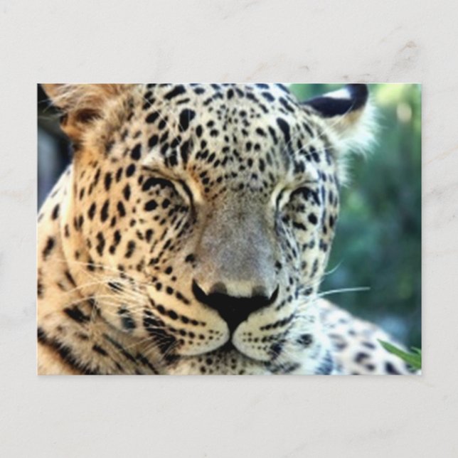 Wild Leopards Postkarte (Vorderseite)