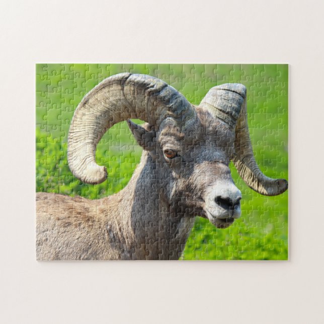 Wild Life Canada. Big Horn Sheep. Puzzle (Horizontal)