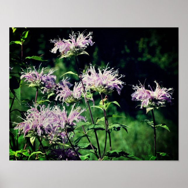 Wild Lila Bee Balm Poster (Vorne)