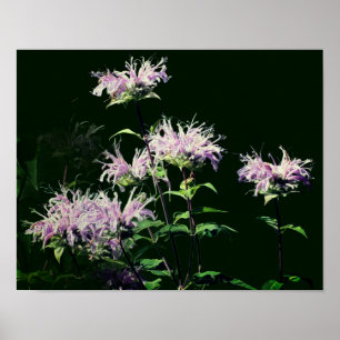 Wild Lila Bienenvölker Blume Poster