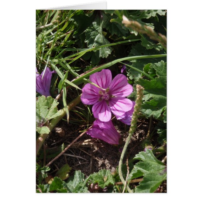 Wild Lila Cranesbill (Vorne)