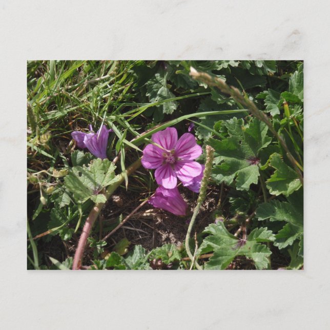 Wild Lila Cranesbill Postkarte (Vorderseite)