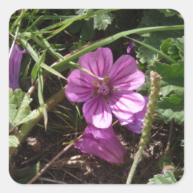 Wild Lila Cranesbill Quadratischer Aufkleber (Vorderseite)