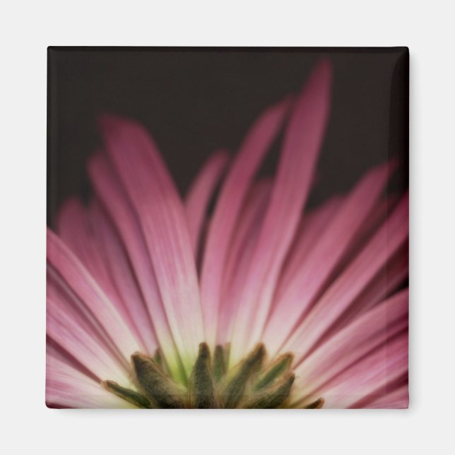 Wild Lila Daisy Magnet (Vorne)