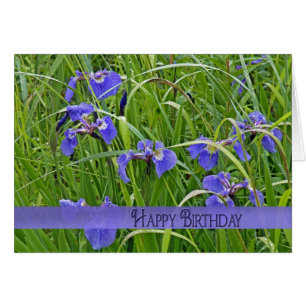 Wild Lila Iris